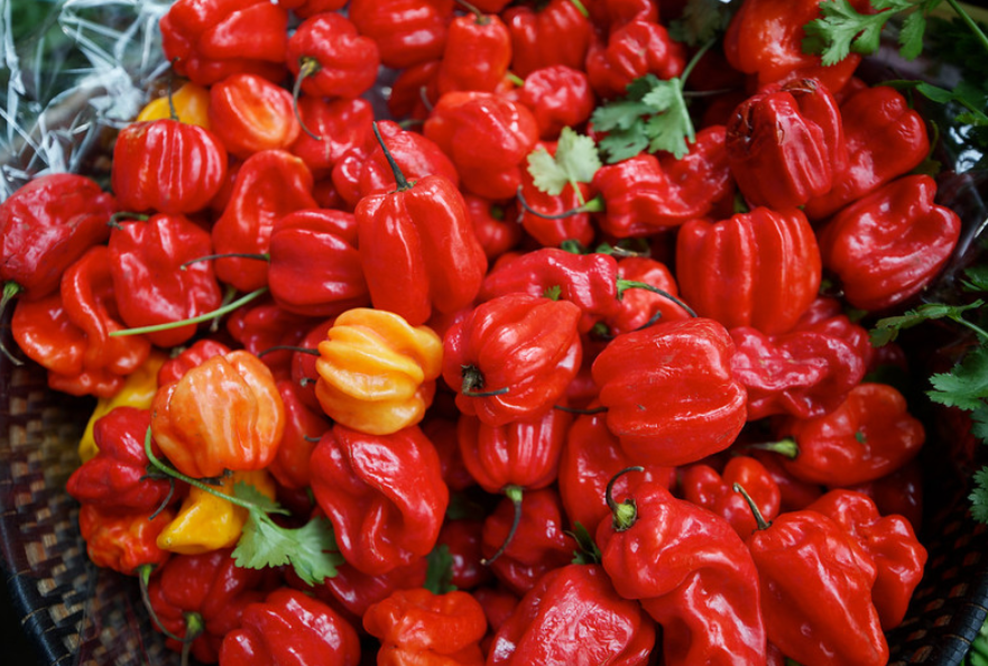 Scotch Bonnet