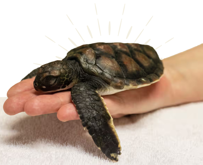 Hope Turtle