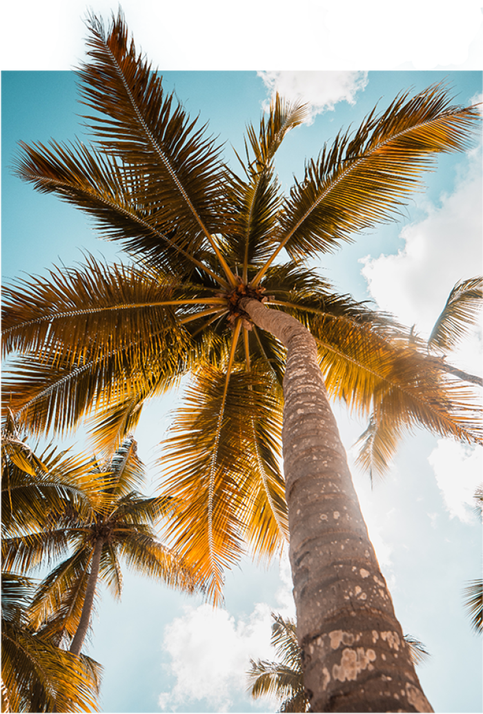 Palm Tree