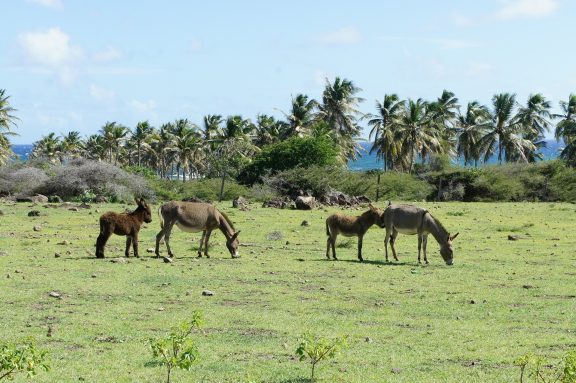 Nevis 1104740 1920