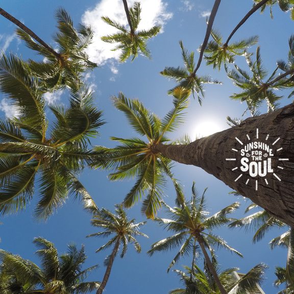 Palms sfts 1 2 insta